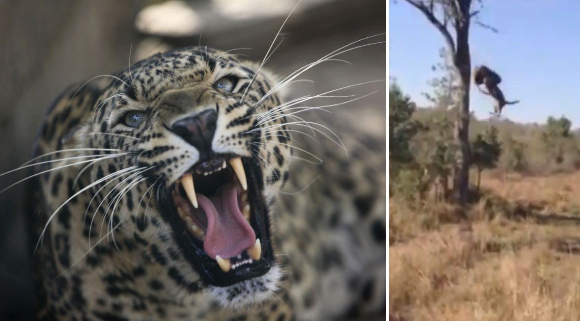 Attack, leopard, Safari